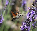 A Hummingbird Hawk-moth (Macroglossum stellatarum), photographed by Christopher Adlam, from Canada (user "IronChris")