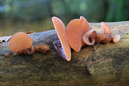 Auricularia auricula-judae, by Stu's Images