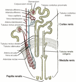 de distale tubulus contortus is rechts boven in de cortex renis