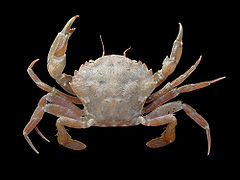 Liocarcinus navigator (Arch-fronted swimming crab)