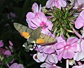 A Hummingbird Hawk-moth