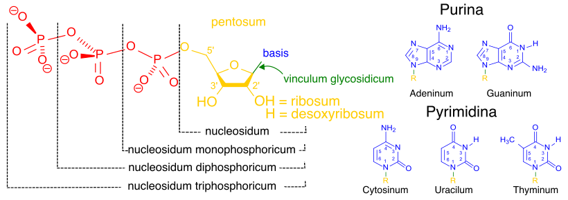 Structura nucleotidorum.