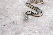 Poisonous snake in Tharparkar