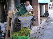 Photographie en couleur montrant un vigneron italien vidant une cagette ajourée de raisin blanc dans un érafloir. Les grains sont évacués vers le pressoir et les rafles tombent au premier plan dans une cagette. À l'arrière plan des cuves en acier inoxydables servent à la fermentation alcoolique.