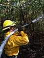 Image 49Wildland firefighter working a brush fire in Hopkinton, New Hampshire, US (from Wildfire)