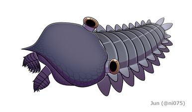 Hurdia triangulata フルディア・トライアングラタ