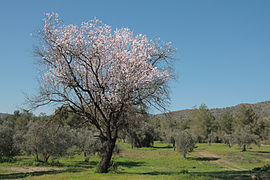 Розквітле дерево мигдалю (Prunus dulcis)