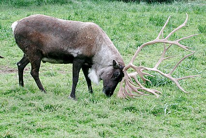 Ziemeļbriedis (Rangifer tarandus)