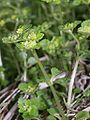 Chrysosplenium oppositifolium