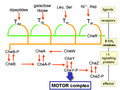 Chemotactic signaling pathway in bacteria