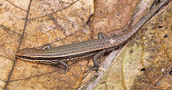 September 15: the lizard Eutropis cumingi