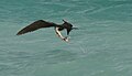 Immature Great Frigatebird snatching prey item