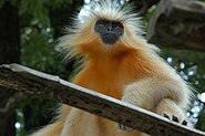 Golden langur