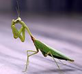 Praying mantis