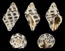 Reishia clavigera, shell, juvenile