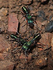 Many forms of green-head ants (Rhytidoponera metallica) have a distinctive metallic green exterior