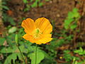 Welsh poppy (Meconopsis cambrica)