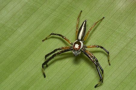 Telamonia dimidiata (Two-striped Jumper)