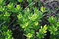 Waldmeister kurz vor der Blüte