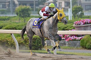 浦和競馬場を走る競走馬ホワイトフーガ。2017年5月31日 さきたま杯。