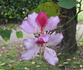 Thumbnail for Bauhinia variegata