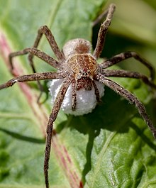 anterior view with egg sac