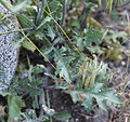 Caulanthus pilosus basal leaves