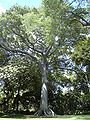 Kapok planted in the Foster Botanical Garden, Honolulu, Hawaii.