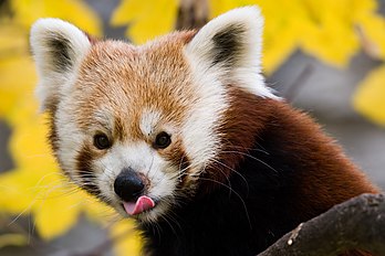 Petit panda au zoo de Schönbrunn, à Vienne, en Autriche. (définition réelle 2 000 × 1 334)