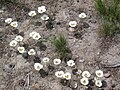 Mariposa lily drift (Calochortus leichtlinii)