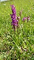 Orchis mascula Germany - Wellendingen (Bonndorf im Schwarzwald)