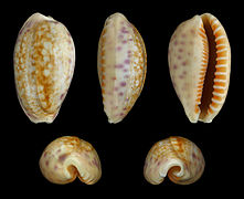 Ovatipsa chinensis (Chinese Cowry), Shell