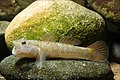 21 Rhinogobius flumineus(Hamamatsu,Shizuoka,Japan) uploaded by Seotaro, nominated by P0lyzoarium