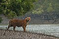 シュンドルボンのベンガルトラ