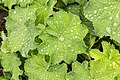 * Nomination Alchemilla mollis. Alchemilla mollis covered with raindrops. Alchemilla mollis showing the beading effect of water on its leaves. --Famberhorst 05:13, 5 June 2018 (UTC) * Promotion Good quality --Llez 05:23, 5 June 2018 (UTC)