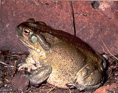 Description de l'image Bufo alvarius1.jpg.