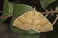 Ockergelber Blattspanner (Camptogramma bilineata)