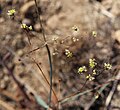 Eriogonum inflatum, closeup of small flowers on stems