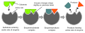 Induced fit model of enzyme activity (originally by TimVickers)