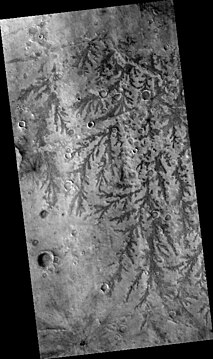 Inverted channel with many branches in Syrtis Major quadrangle.