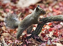 Japanese Squirrel edit2.jpg