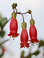 Floroj de Kalanchoe manginii