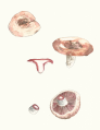 Lactarius vinosus