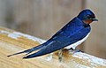 Hacîlok (Hirundo rustica)