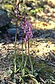 Orchis langei