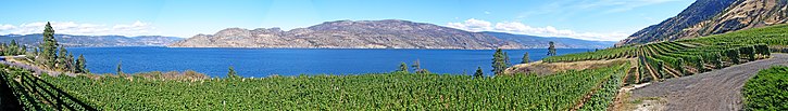 Vignes dans la vallée de l'Okanagan