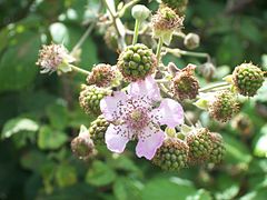 Inflorescence.