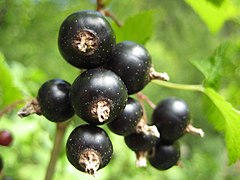 Schwarze Johannisbeeren