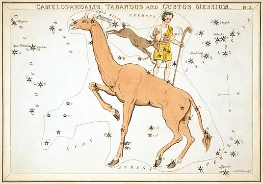 Camelopardalis, Tarandus and Custos Messium