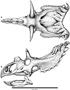 August 30: Skull reconstruction of Kosmoceratops richardsoni.